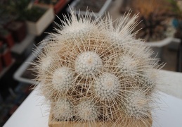 Mammillaria geminispina v  nobilis 1984 Vict Oldman dec 2011 Muchin