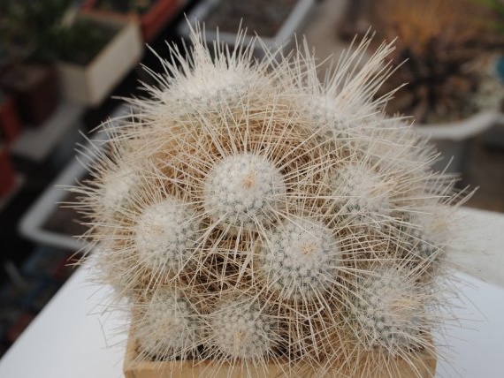 Mammillaria geminispina v  nobilis 1984 Vict Oldman dec 2011 Muchin