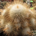 Mammillaria geminispina var  nobilis