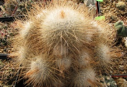 Mammillaria geminispina var  nobilis