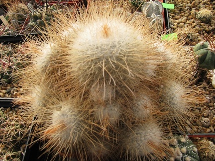 Mammillaria geminispina var  nobilis