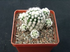 Mammillaria gracilis