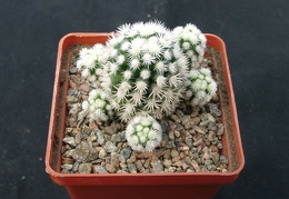 Mammillaria gracilis