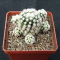 Mammillaria gracilis