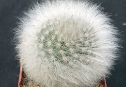 Mammillaria guelzowiana