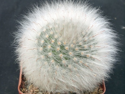 Mammillaria guelzowiana