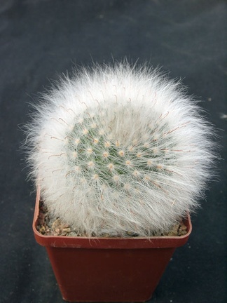 Mammillaria guelzowiana