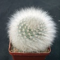 Mammillaria guelzowiana