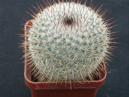 Mammillaria haageana v conspucina