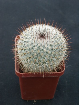 Mammillaria haageana v conspucina