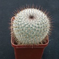 Mammillaria haageana v conspucina
