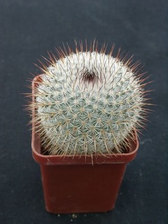 Mammillaria haageana v conspucina