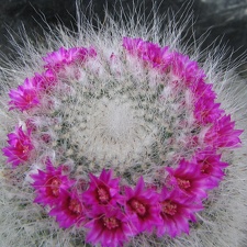 Mammillaria hahniana