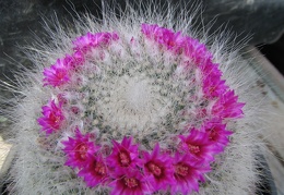 Mammillaria hahniana