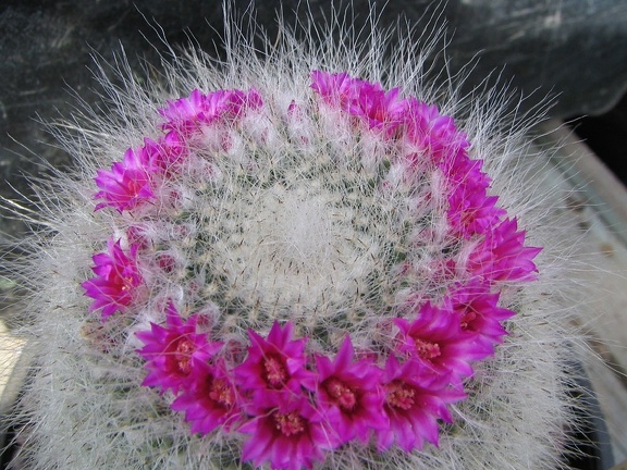 Mammillaria hahniana
