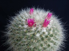 Mammillaria hahniana Pechersky