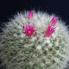 Mammillaria hahniana Pechersky