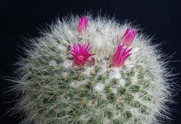 Mammillaria hahniana Pechersky