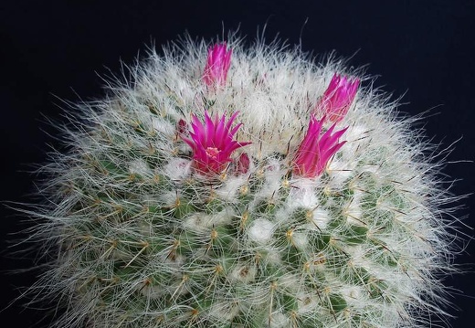 Mammillaria hahniana Pechersky