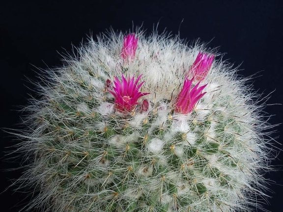 Mammillaria hahniana Pechersky