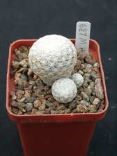 Mammillaria herrerae