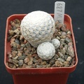Mammillaria herrerae