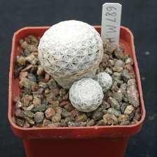 Mammillaria herrerae