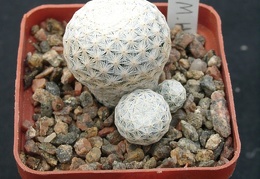 Mammillaria herrerae
