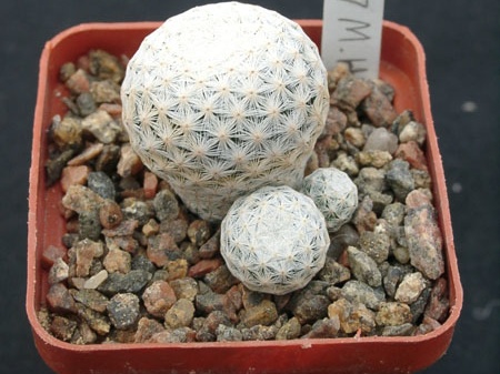 Mammillaria herrerae