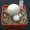 Mammillaria herrerae