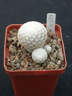 Mammillaria herrerae