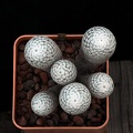 Mammillaria herrerae 001