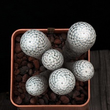 Mammillaria herrerae 001