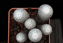 Mammillaria herrerae 001