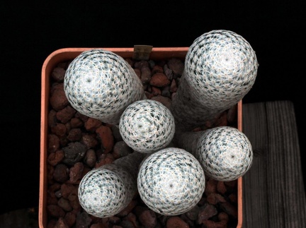 Mammillaria herrerae 001