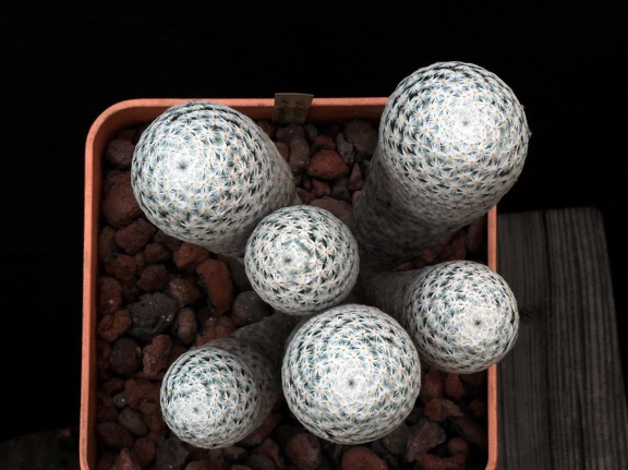 Mammillaria herrerae 001