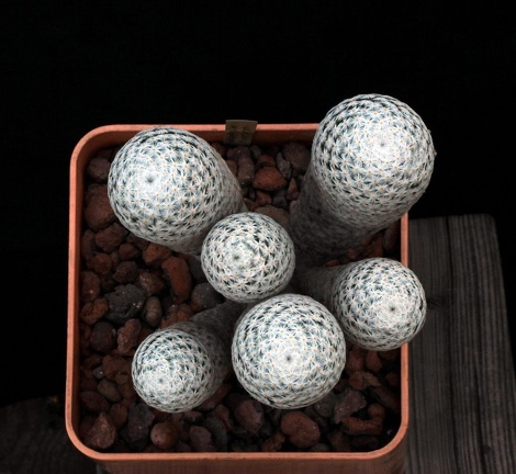 Mammillaria herrerae 001