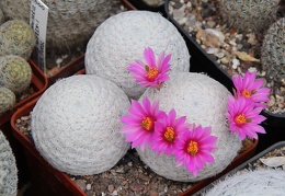 Mammillaria herrerae 002