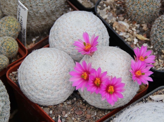 Mammillaria herrerae 002