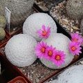 Mammillaria herrerae 002