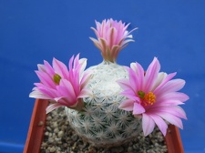 Mammillaria herrerae 003