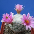 Mammillaria herrerae 003