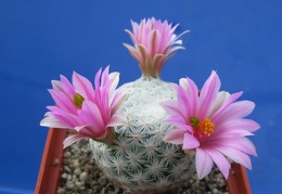 Mammillaria herrerae 003