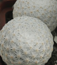 Mammillaria herrerae 004