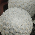 Mammillaria herrerae 004