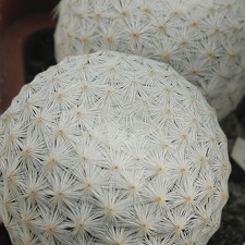 Mammillaria herrerae 004