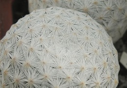 Mammillaria herrerae 004