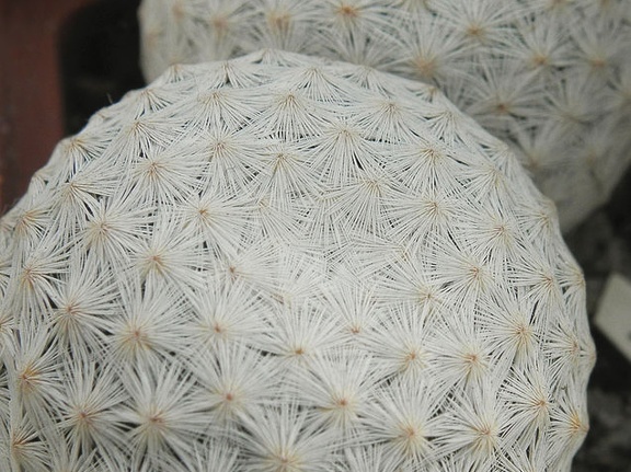 Mammillaria herrerae 004