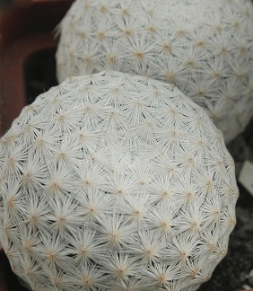 Mammillaria herrerae 004