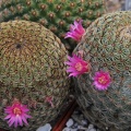 Mammillaria huitzilopochtli FO 13